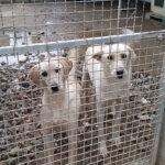 Hunde im Gehege