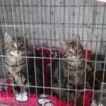 Katzen im Käfig
