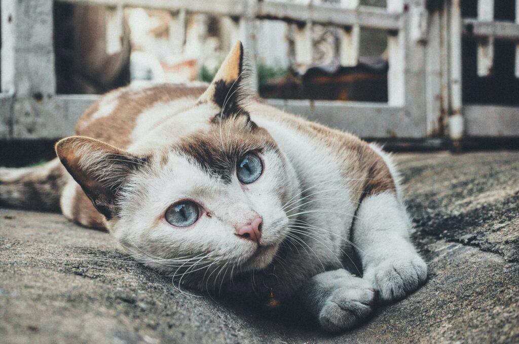 Liegende Katze