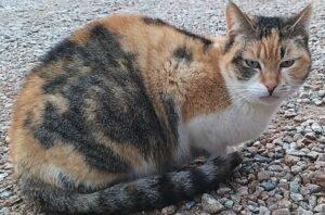 Frida 4
