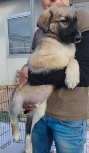 Hund in Vermittlung bei PfotenFreunde Sardinien e.V. - Monroe