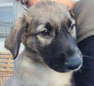 Hund in Vermittlung bei PfotenFreunde Sardinien e.V. - Monroe