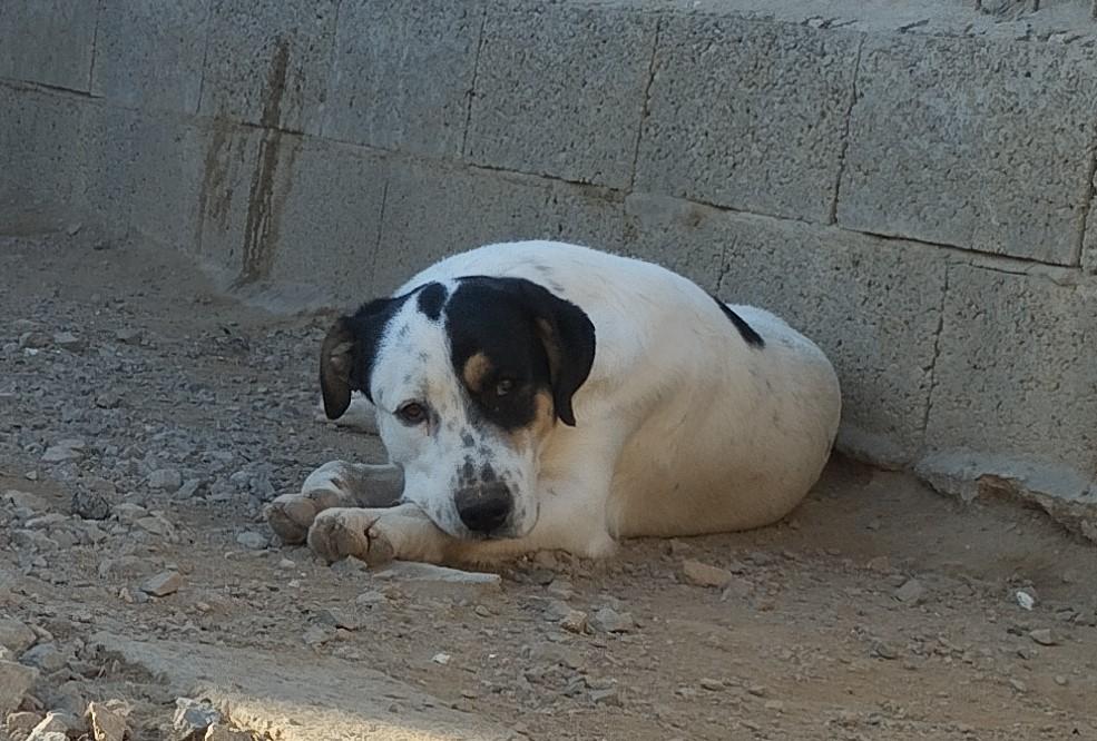 Hund in Vermittlung bei PfotenFreunde Sardinien e.V. - Solomon