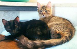 Titi und Tommy Dez