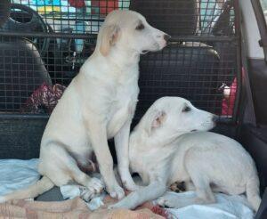 11-23_Lulu&Loulou6