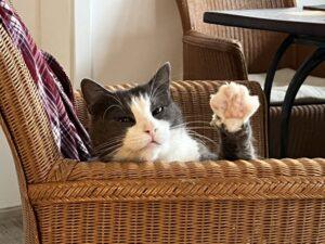 Giuliano Abschied 2