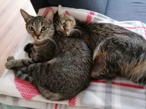Romina-Rosita-home