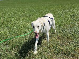 08-25_Panna_4