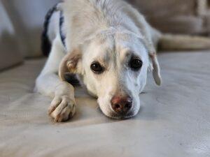 08-25_Panna_6