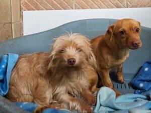 01-26_Molly&Spilla6b