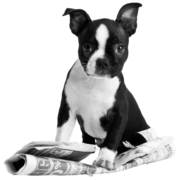Newesletterhund