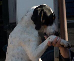 Ciccio
