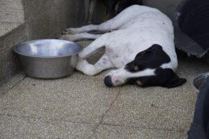 07-22_Ciccio (30)