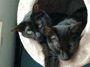 Jessy und Lilly 1