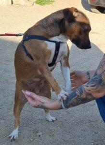Hund in Vermittlung bei PfotenFreunde Sardinien e.V. - Manola