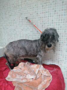 Hund in Vermittlung bei PfotenFreunde Sardinien e.V. - Luana