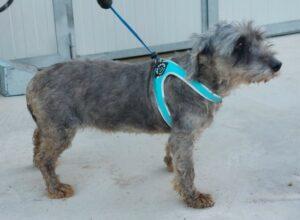 Hund in Vermittlung bei PfotenFreunde Sardinien e.V. - Luana