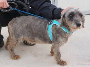 Hund in Vermittlung bei PfotenFreunde Sardinien e.V. - Luana