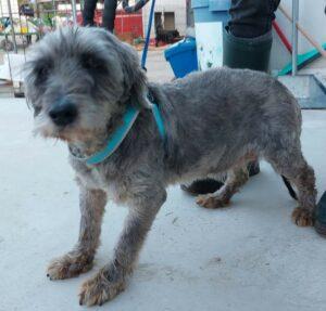 Hund in Vermittlung bei PfotenFreunde Sardinien e.V. - Luana