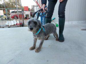 Hund in Vermittlung bei PfotenFreunde Sardinien e.V. - Luana