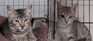 Katze in Vermittlung bei PfotenFreunde Sardinien e.V. - Tamoil und Lidia