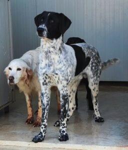 Hund in Vermittlung bei PfotenFreunde Sardinien e.V. - Cham