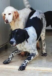 Hund in Vermittlung bei PfotenFreunde Sardinien e.V. - Cham