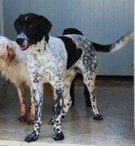 Hund in Vermittlung bei PfotenFreunde Sardinien e.V. - Cham
