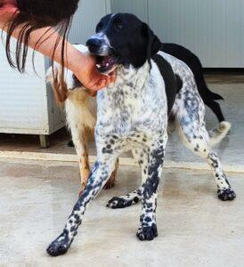 Hund in Vermittlung bei PfotenFreunde Sardinien e.V. - Cham