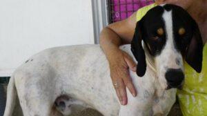 Ciccio3