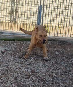 Hund in Vermittlung bei PfotenFreunde Sardinien e.V. - Conny