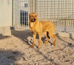 Hund in Vermittlung bei PfotenFreunde Sardinien e.V. - Conny