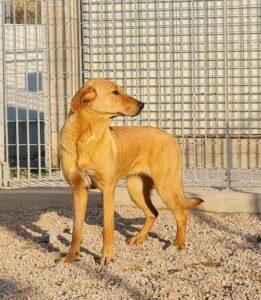 Hund in Vermittlung bei PfotenFreunde Sardinien e.V. - Conny