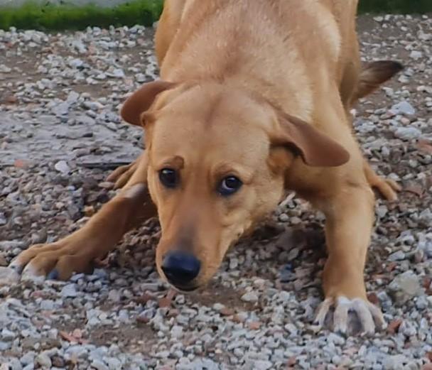 Hund in Vermittlung bei PfotenFreunde Sardinien e.V. - Conny