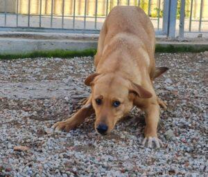 Hund in Vermittlung bei PfotenFreunde Sardinien e.V. - Conny