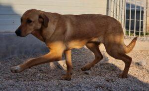Hund in Vermittlung bei PfotenFreunde Sardinien e.V. - Conny