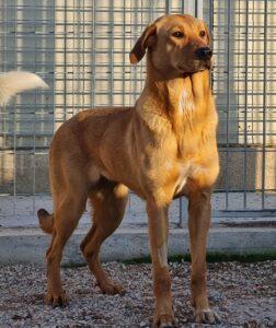 Hund in Vermittlung bei PfotenFreunde Sardinien e.V. - Conny