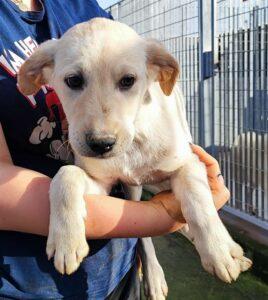 Hund in Vermittlung bei PfotenFreunde Sardinien e.V. - Dante