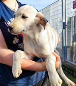 Hund in Vermittlung bei PfotenFreunde Sardinien e.V. - Dante