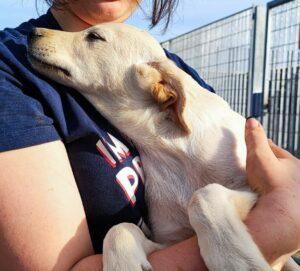 Hund in Vermittlung bei PfotenFreunde Sardinien e.V. - Dante