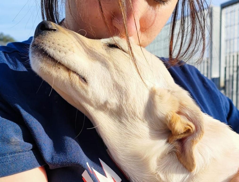 Hund in Vermittlung bei PfotenFreunde Sardinien e.V. - Dante