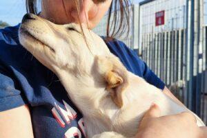 Hund in Vermittlung bei PfotenFreunde Sardinien e.V. - Dante