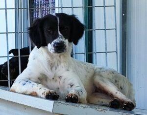 Hund in Vermittlung bei PfotenFreunde Sardinien e.V. - Elisabetta