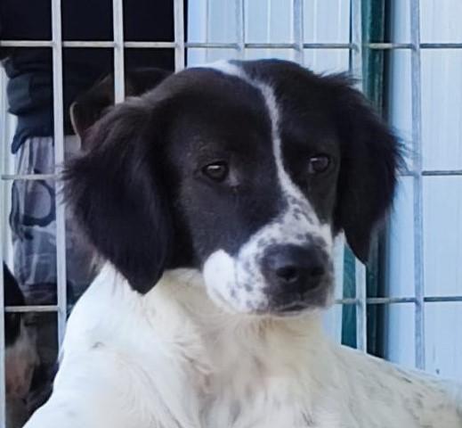 Hund in Vermittlung bei PfotenFreunde Sardinien e.V. - Elisabetta