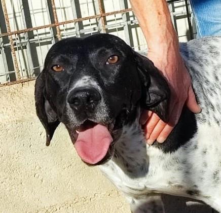 Hund in Vermittlung bei PfotenFreunde Sardinien e.V. - Fedele
