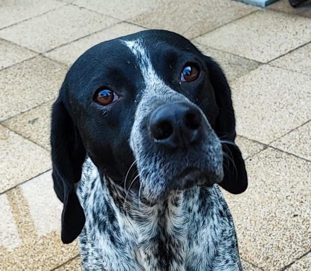 Hund in Vermittlung bei PfotenFreunde Sardinien e.V. - Luino