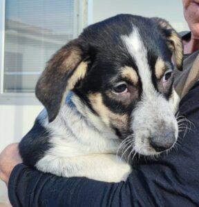 Hund in Vermittlung bei PfotenFreunde Sardinien e.V. - Mig