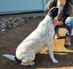 Hund in Vermittlung bei PfotenFreunde Sardinien e.V. - Nunzia