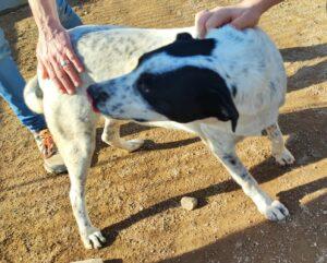 Hund in Vermittlung bei PfotenFreunde Sardinien e.V. - Nunzia