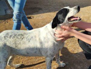 Hund in Vermittlung bei PfotenFreunde Sardinien e.V. - Nunzia